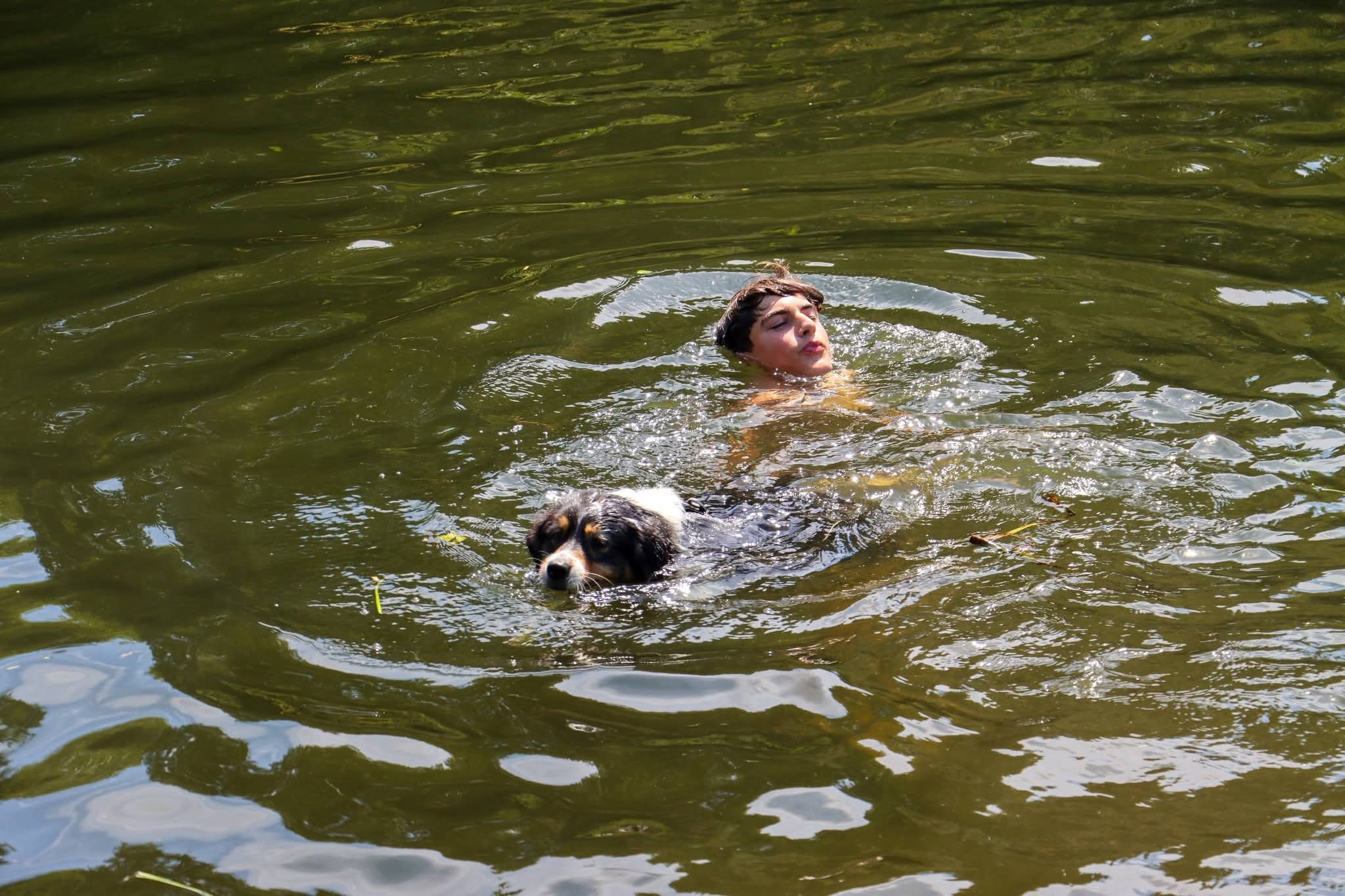 Les chiens jouent ensemble sur le chemin