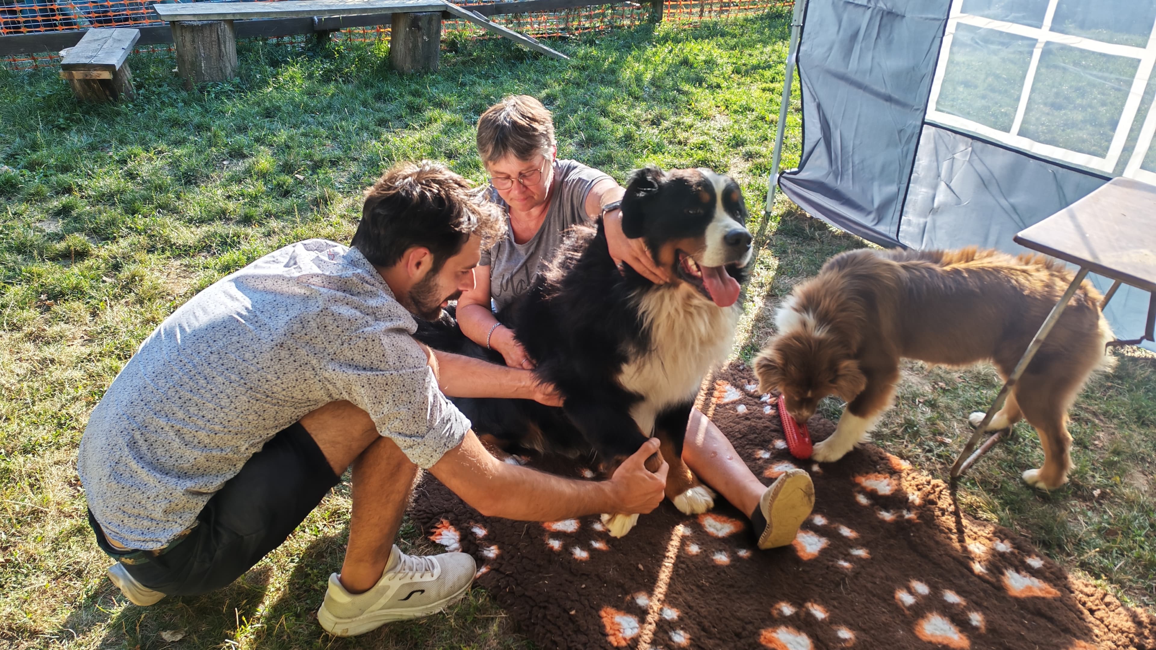 Examen attentif et bienveillant d'un berger australien couché