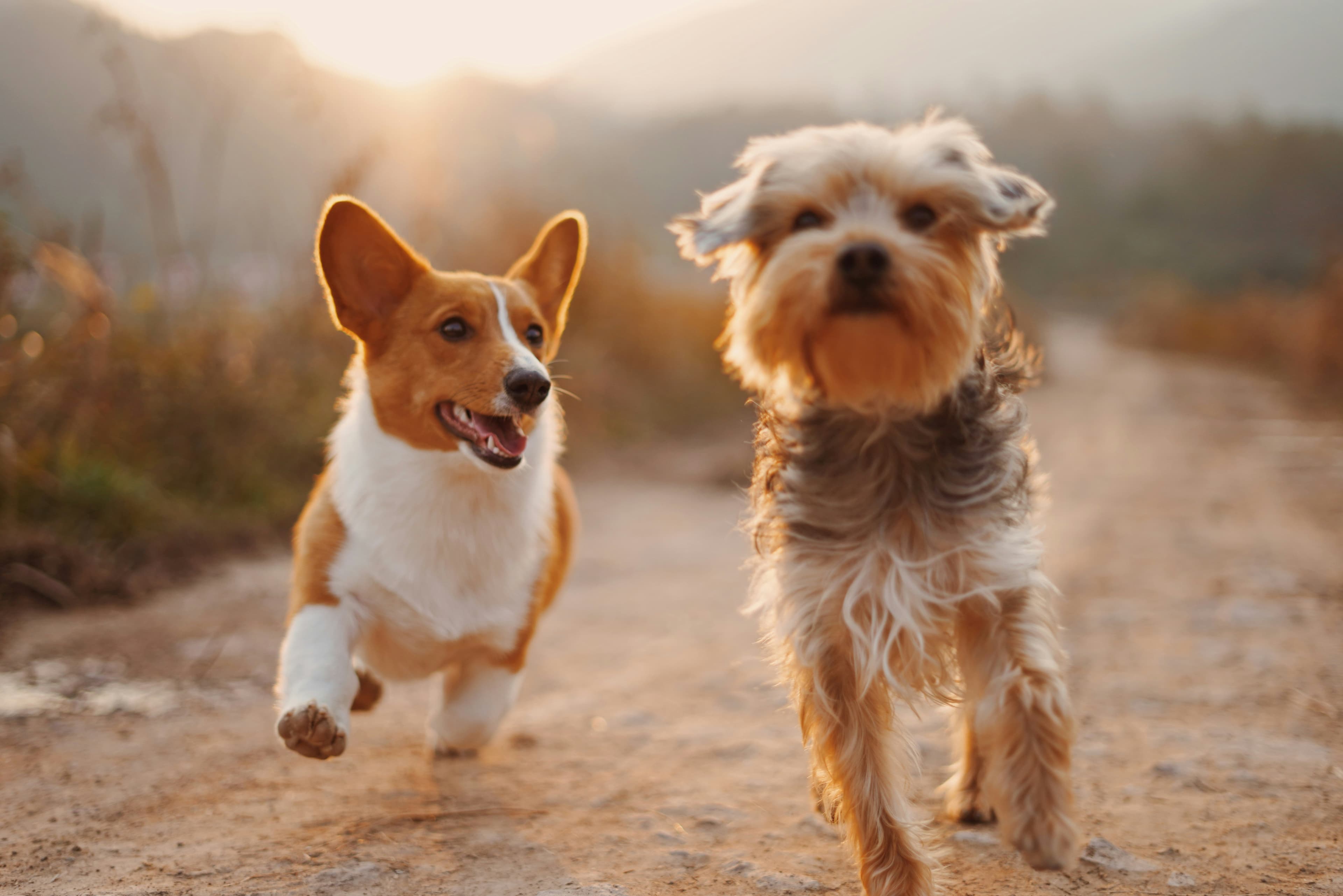 Deux chiens courant librement dans un champ en fin d'été