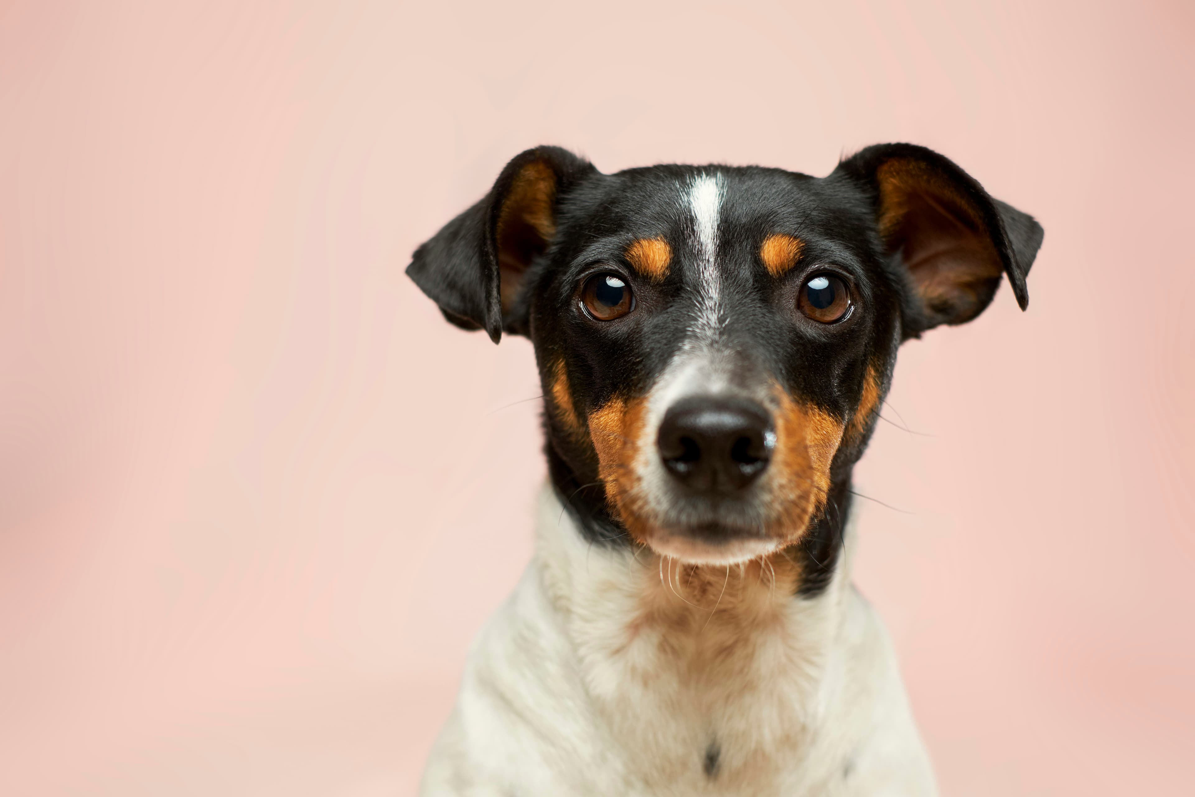 Chiot au regard expressif, photo de profil rapproché