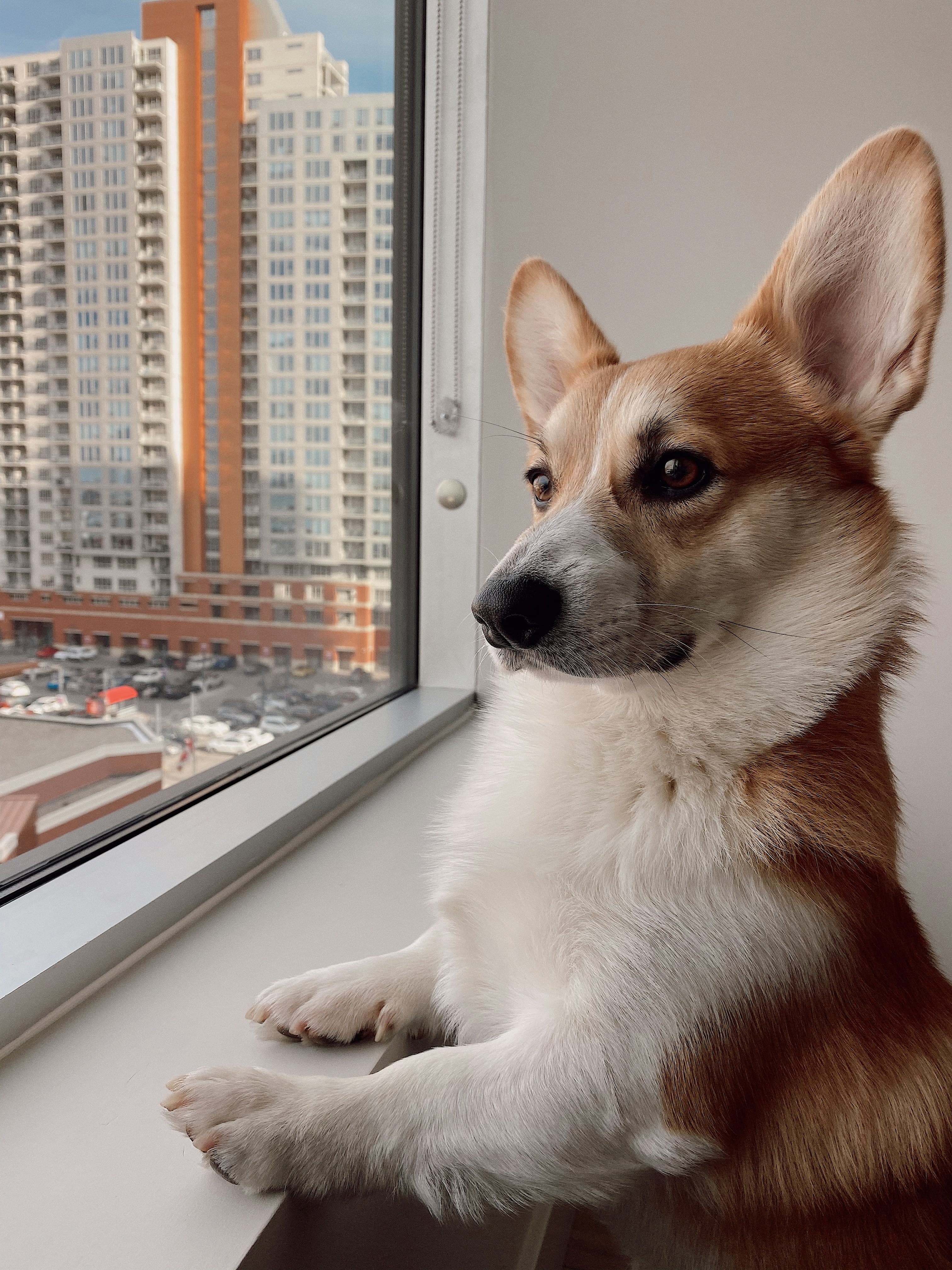 Chien seul qui regarde par la fenêtre, attendant le retour de son propriétaire