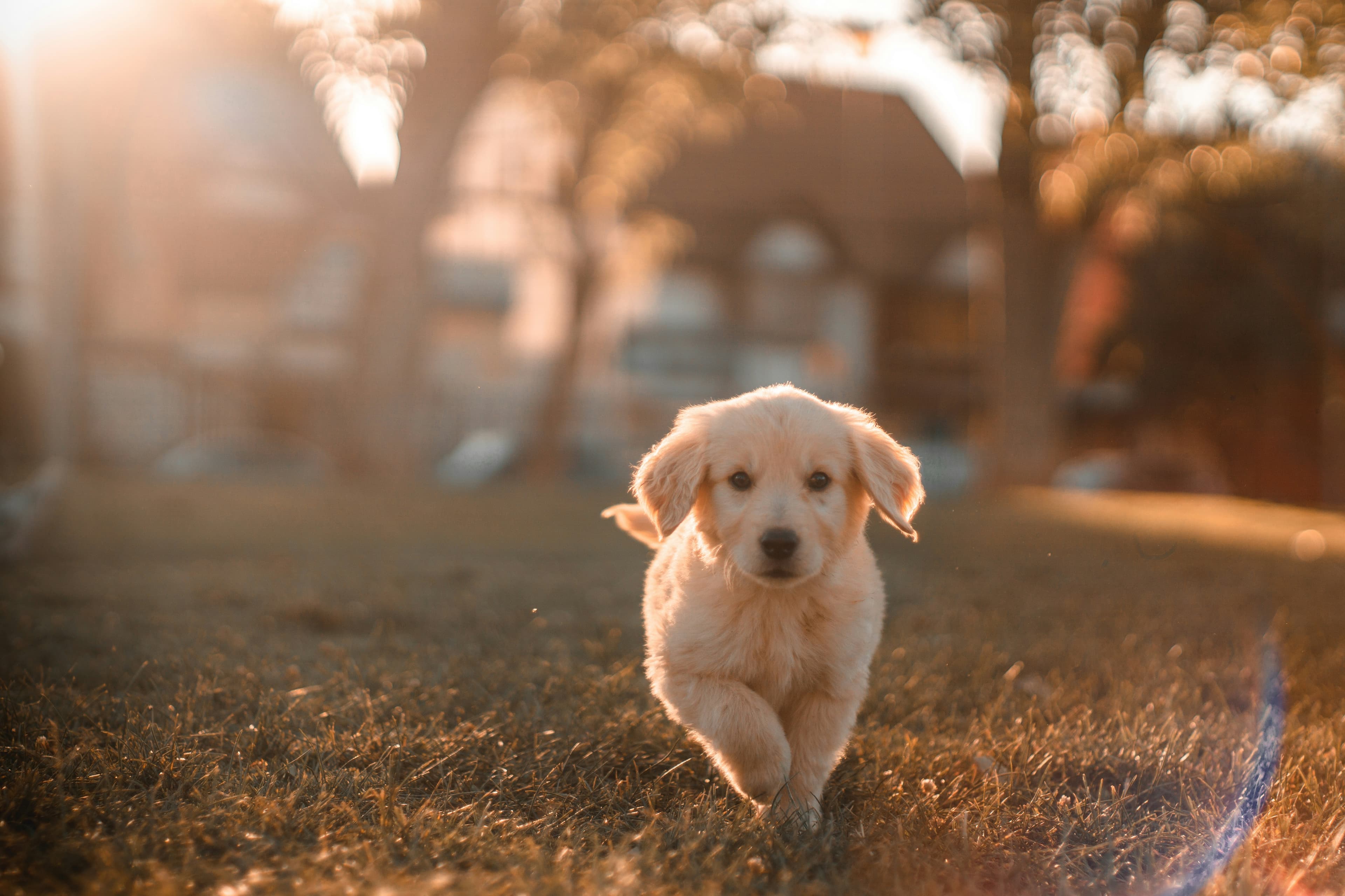 Personne interagissant avec un chien lors d'une séance de médiation animale