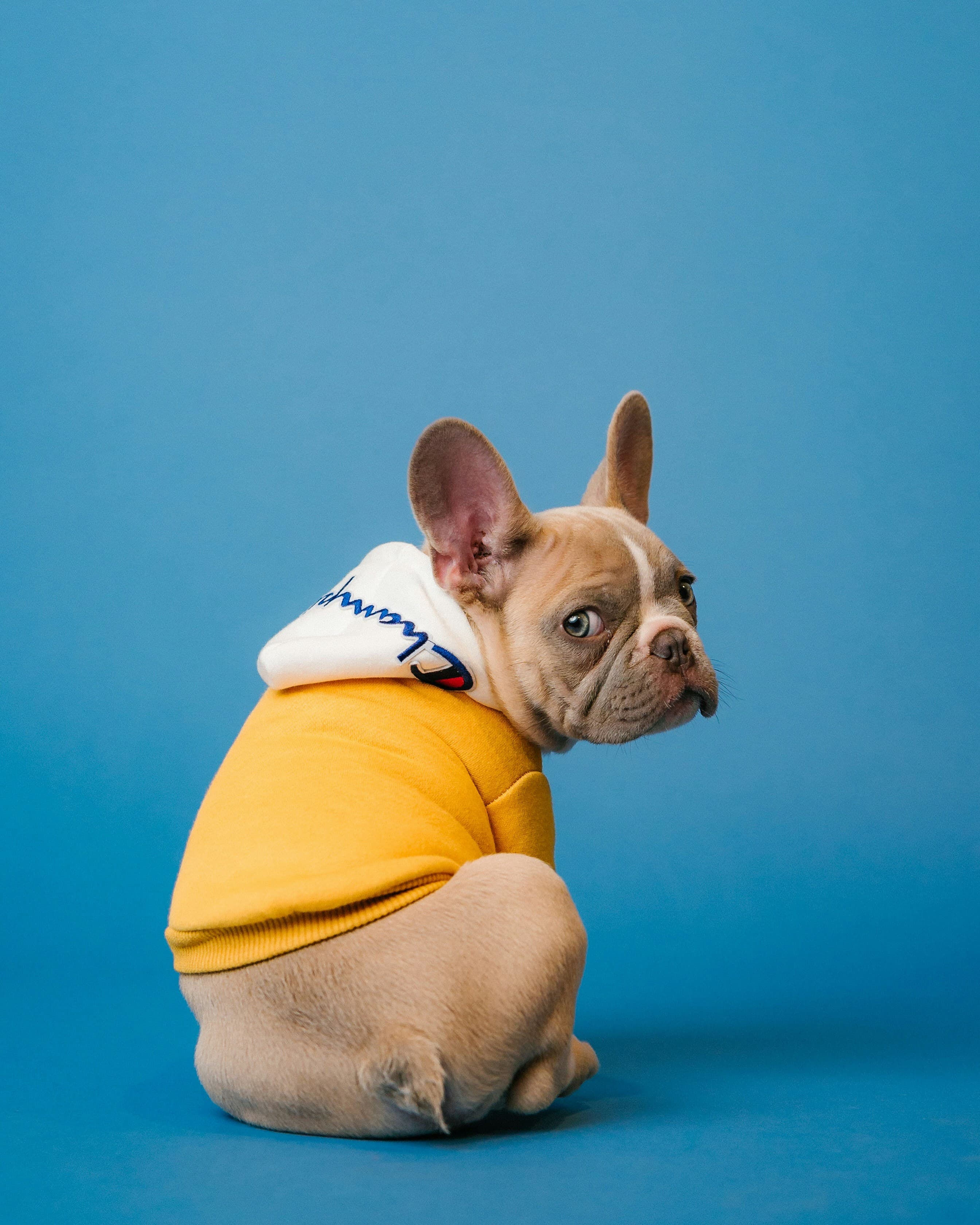 Chien portant un sweat pour se protéger du froid en hiver
