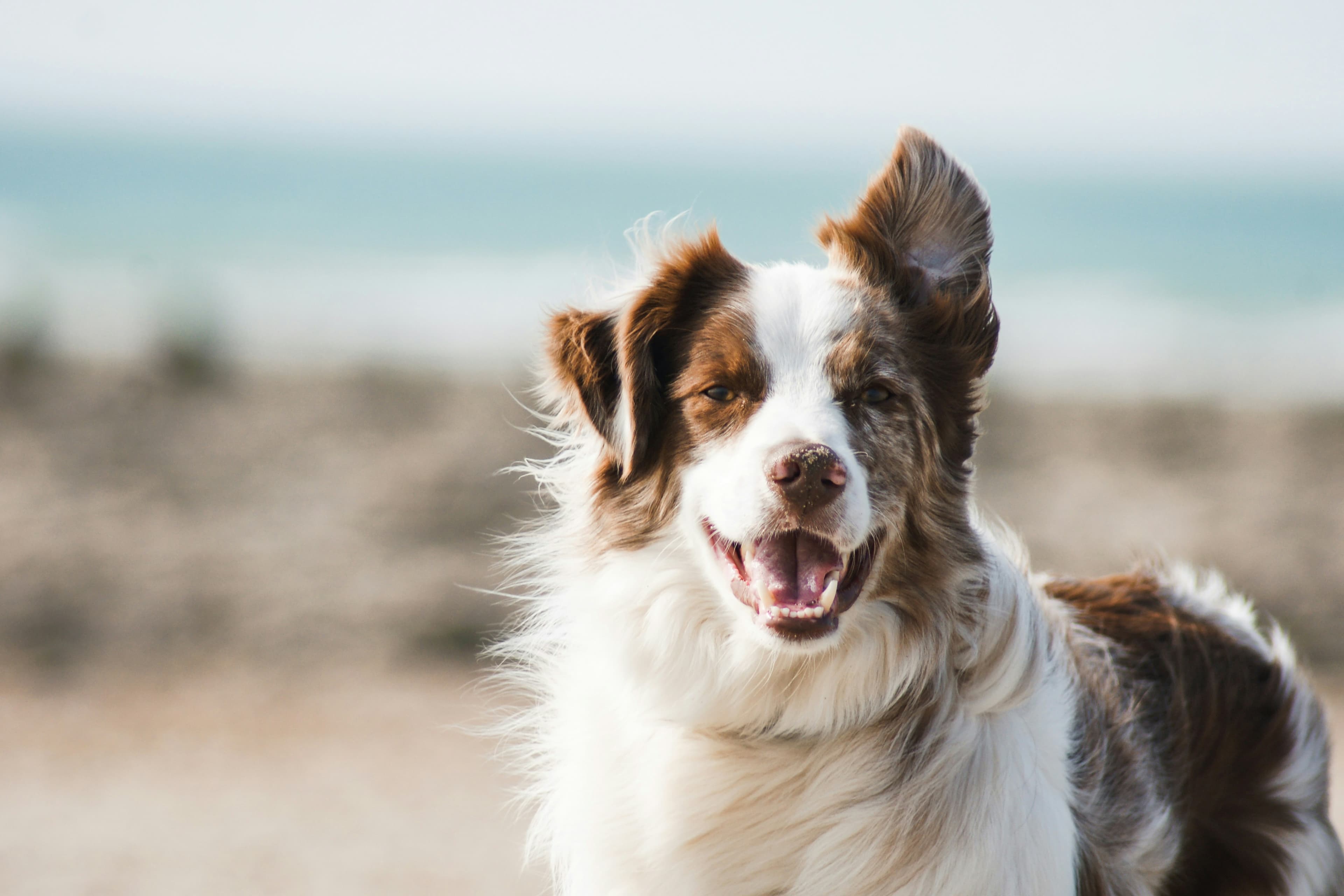 Chien qui s'apprête à boire dans une flaque d'eau en extérieur