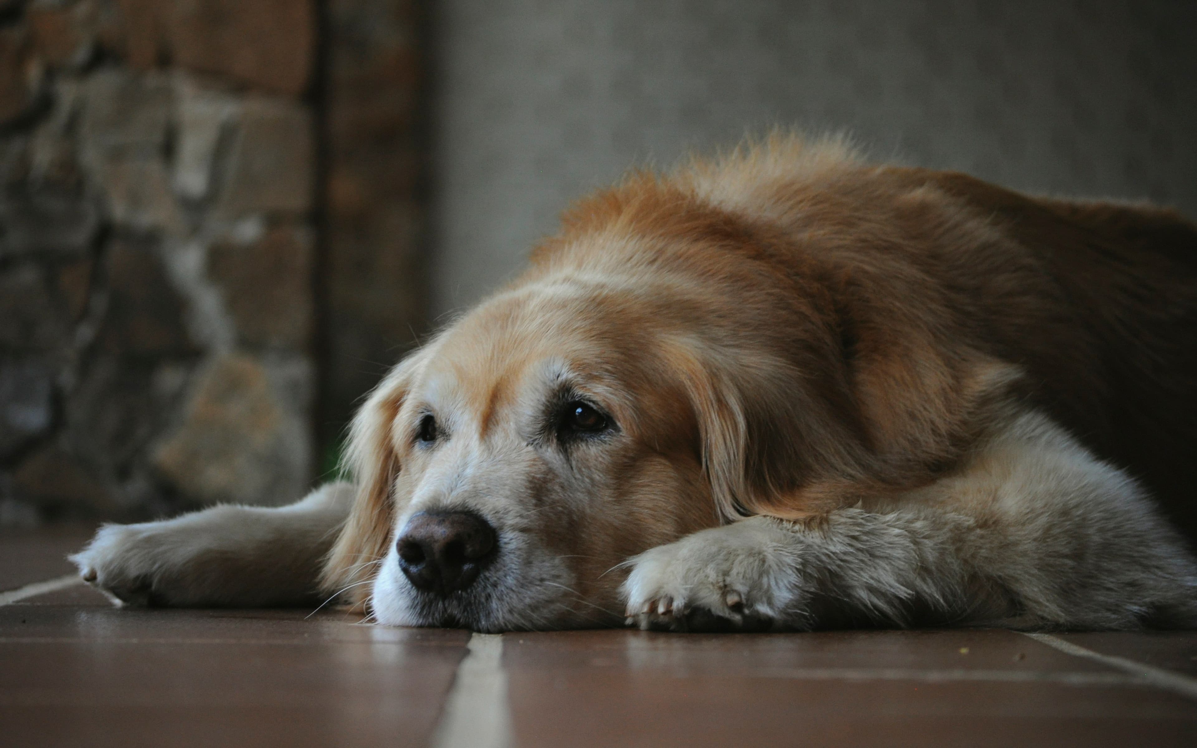 Golden retriever senior allongé au calme sur le sol