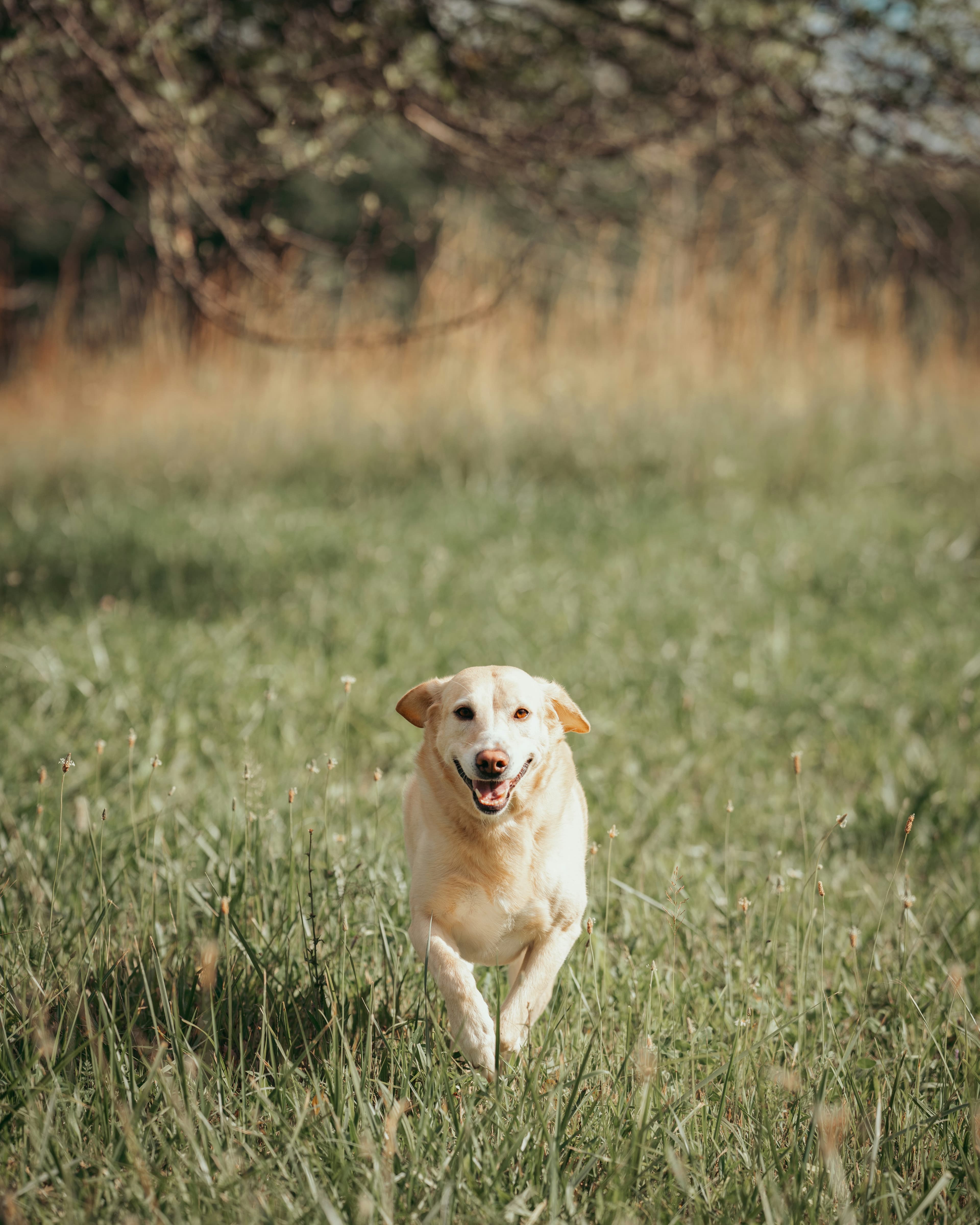 Labrador qui court dans un champ herbeux vers la caméra