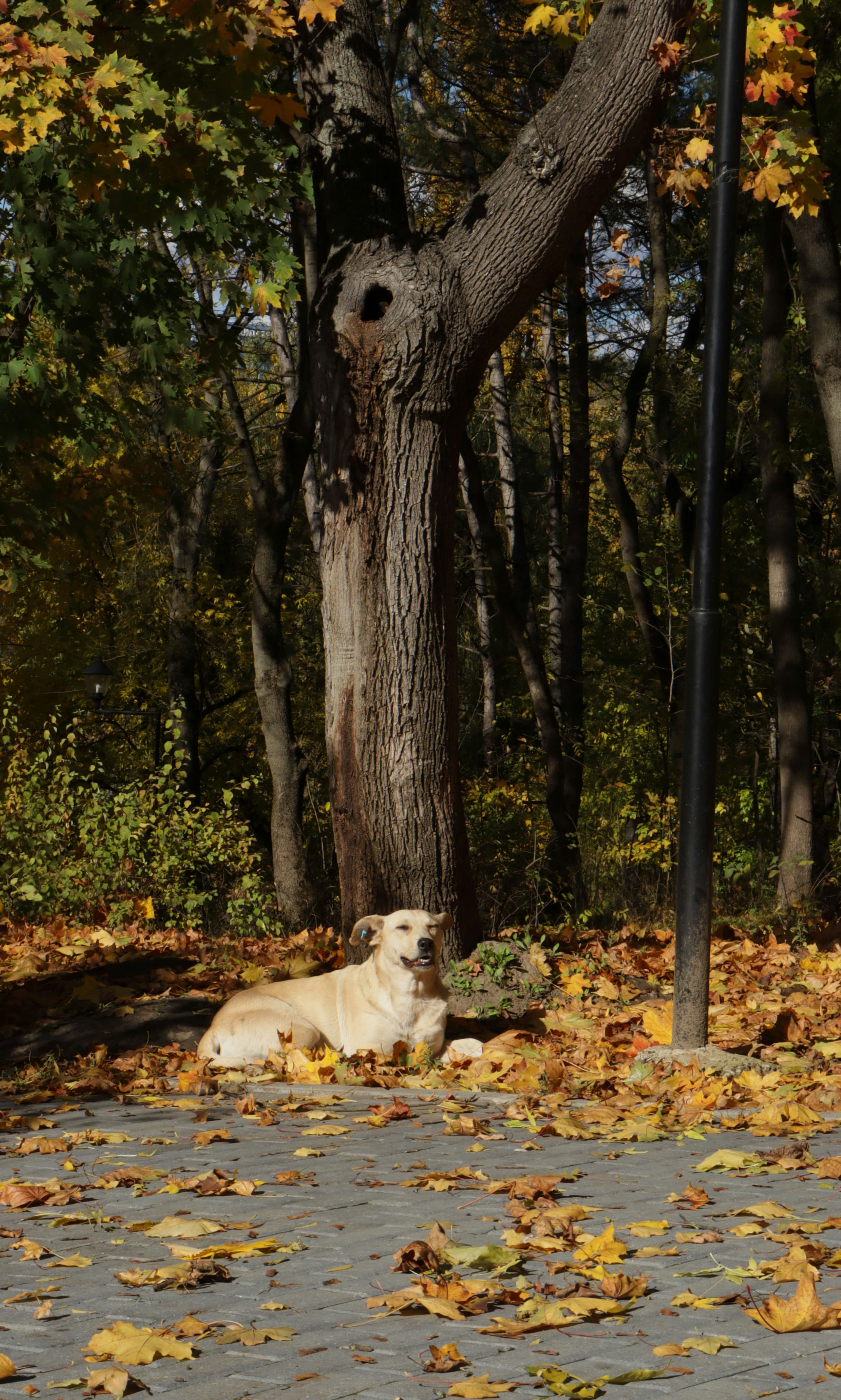 Chien allongé parmi les feuilles mortes en automne en forêt